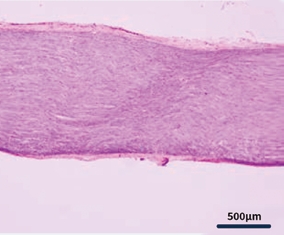 Intact rat sciatic nerve image
